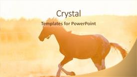  Presentation with animals - Colorful theme enhanced with dark purebred horse gallopading backdrop and a cream colored foreground