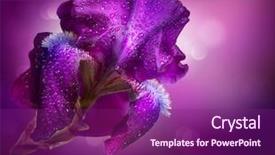  Presentation with flower border - Amazing PPT theme having dark purple - iris flowers art design beautiful backdrop and a violet colored foreground