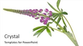  Presentation with dark flower - PPT theme consisting of dark purple lupine flower isolated background and a white colored foreground