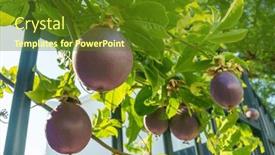  Presentation with passion - PPT theme having dark-purple-passion-fruits background and a tawny brown colored foreground