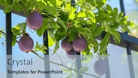  Presentation with passion - Slide set having dark-purple-passion-fruits background and a  colored foreground