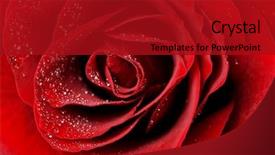  Presentation with dew - Slide deck featuring dark red rose with dew background and a crimson colored foreground