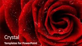  Presentation with rose flower - Slides consisting of dark roses - red rose flower closeup background and a wine colored foreground