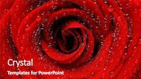  Presentation with dew - Cool new presentation with dark roses - red wet rose background backdrop and a crimson colored foreground