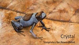  Presentation with frog - Theme enhanced with dart frog oophaga histrionica background and a yellow colored foreground