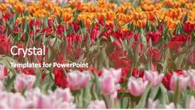  Presentation with flower beautiful lilac border - Cool new slide set with darwin - beautiful tulip flower park backdrop and a  colored foreground