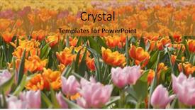  Presentation with beautiful floral border flower design - Amazing presentation theme having darwin - beautiful tulip flower park backdrop and a  colored foreground
