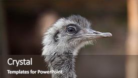  Presentation with underwater wild nature sea life - PPT theme featuring darwin's rhea rhea pennata background and a tawny brown colored foreground