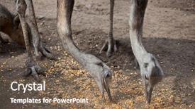  Presentation with eat - Slides with darwin's rhea rhea pennata background and a violet colored foreground