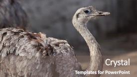  Presentation with underwater wild nature sea life - Amazing PPT layouts having darwin's rhea rhea pennata backdrop and a gray colored foreground