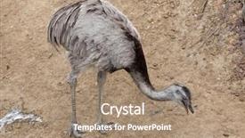  Presentation with safari park beautiful wildlife animal - Cool new theme with darwin's rhea rhea pennata backdrop and a coral colored foreground