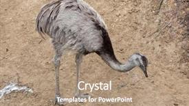  Presentation with wildlife - Slide deck featuring darwin's rhea rhea pennata background and a coral colored foreground