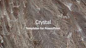  Presentation with underwater wild nature sea life - Cool new presentation design with plumage of the darwin's backdrop and a gray colored foreground