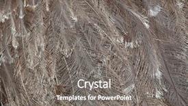  Presentation with animal - Slides featuring plumage of the darwin's background and a gray colored foreground