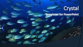  Presentation with hunting - Slide deck having darwin - trevally fish jackfish school hunting background and a ocean colored foreground