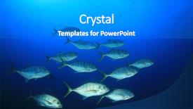  Presentation with tuna fish - Audience pleasing theme consisting of darwin - trevally tuna and rainbow runner backdrop and a gray colored foreground