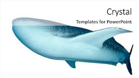  Presentation with whale - PPT theme enhanced with darwin - whale shark isolated on white background and a white colored foreground