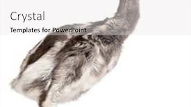  Presentation with old - Cool new PPT theme with darwin-s-rhea-rhea-pennata backdrop and a light gray colored foreground