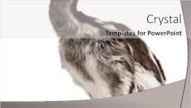  Presentation with old - Amazing theme having darwin-s-rhea-rhea-pennata backdrop and a light gray colored foreground