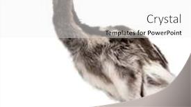  Presentation with old - Theme with darwin-s-rhea-rhea-pennata background and a white colored foreground