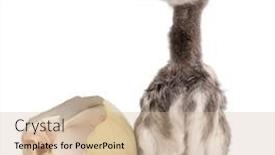  Presentation with egg - Slides enhanced with darwin-s-rhea-with-hatched background and a soft green colored foreground