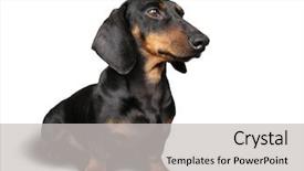  Presentation with dachshund - Slides consisting of daschund - black and brown dog dachshund background and a  colored foreground