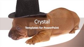  Presentation with dachshund - Beautiful presentation theme featuring illustration with a barcode dollar on grey background backdrop and a gray colored foreground.