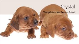  Presentation with old big bike on white - Audience pleasing presentation theme consisting of daschund - cute 3 weeks old dachshund backdrop and a  colored foreground