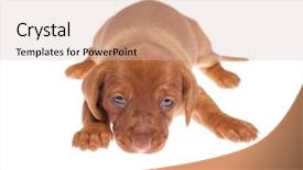  Presentation with dachshund - PPT theme featuring daschund - cute 3 weeks old dachshund background and a  colored foreground