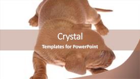  Presentation with old time americana - Theme consisting of daschund - cute 3 weeks old dachshund background and a  colored foreground