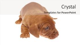  Presentation with old mumbai - Beautiful PPT theme featuring daschund - cute 3 weeks old dachshund backdrop and a  colored foreground