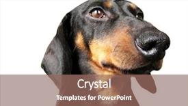  Presentation with portrait of a sleeping sloth - Amazing theme having daschund - dachshund portrait backdrop and a  colored foreground