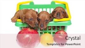  Presentation with fresh fruits salad on white - Audience pleasing theme consisting of daschund - dachshund puppies in basket backdrop and a  colored foreground