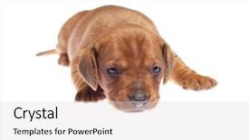  Presentation with old photographs black and white - Audience pleasing slides consisting of daschund - dachshund puppy 3 weeks old backdrop and a  colored foreground