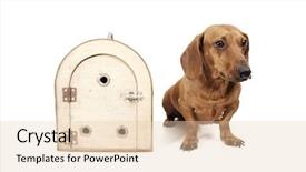  Presentation with dog house - Colorful PPT layouts enhanced with daschund - daschaund dog and pet transport backdrop and a  colored foreground