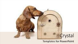  Presentation with cage - Cool new presentation with daschund - front view of a cage backdrop and a  colored foreground