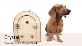  Presentation with cage - Audience pleasing presentation design consisting of daschund - front view of a cage backdrop and a  colored foreground