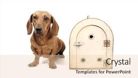  Presentation with cage - Theme featuring daschund - front view of a cage background and a  colored foreground