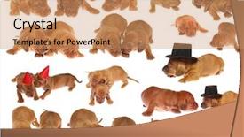  Presentation with cute christmas pug puppy dog - Audience pleasing slides consisting of daschund - many cute dachshund puppies backdrop and a  colored foreground