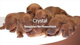  Presentation with dachshund - Amazing PPT layouts having daschund - seven dachshund puppies 3 weeks backdrop and a  colored foreground