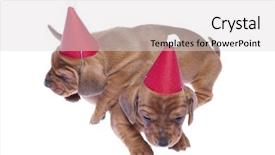  Presentation with dachshund - Colorful presentation theme enhanced with daschund - two dachshund puppies in red backdrop and a  colored foreground