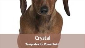  Presentation with employee of the year - Slides having daschund 1 year old sitting in front of white background background and a coral colored foreground