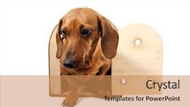  Presentation with dog templqtes - Presentation theme having daschund dog and a transporting background and a  colored foreground