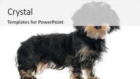  Presentation with camera - Presentation theme with daschund standing and looking background and a  colored foreground