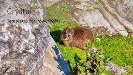  Presentation with cape town south africa - PPT layouts having dassie-in-the-wilderness background and a coral colored foreground
