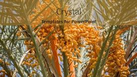  Presentation with fruits - Amazing slide set having date-fruits-on-the-tree backdrop and a gold colored foreground