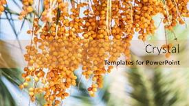  Presentation with fruits - Presentation design consisting of date-fruits-on-the-tree background and a yellow colored foreground