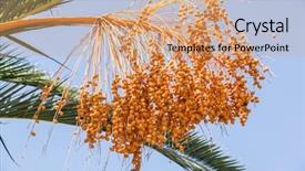  Presentation with date palm - Theme enhanced with date fruits on the tree background and a coral colored foreground