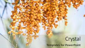  Presentation with date palm - Beautiful presentation theme featuring date fruits on the tree backdrop and a mint green colored foreground