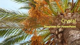  Presentation with palm tree - Colorful slide set enhanced with date palm - pulm tree backdrop and a tawny brown colored foreground